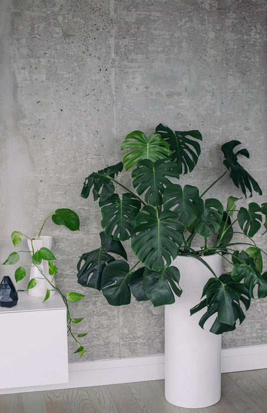 Virtual Indoor Plant Consultation (15 mins)